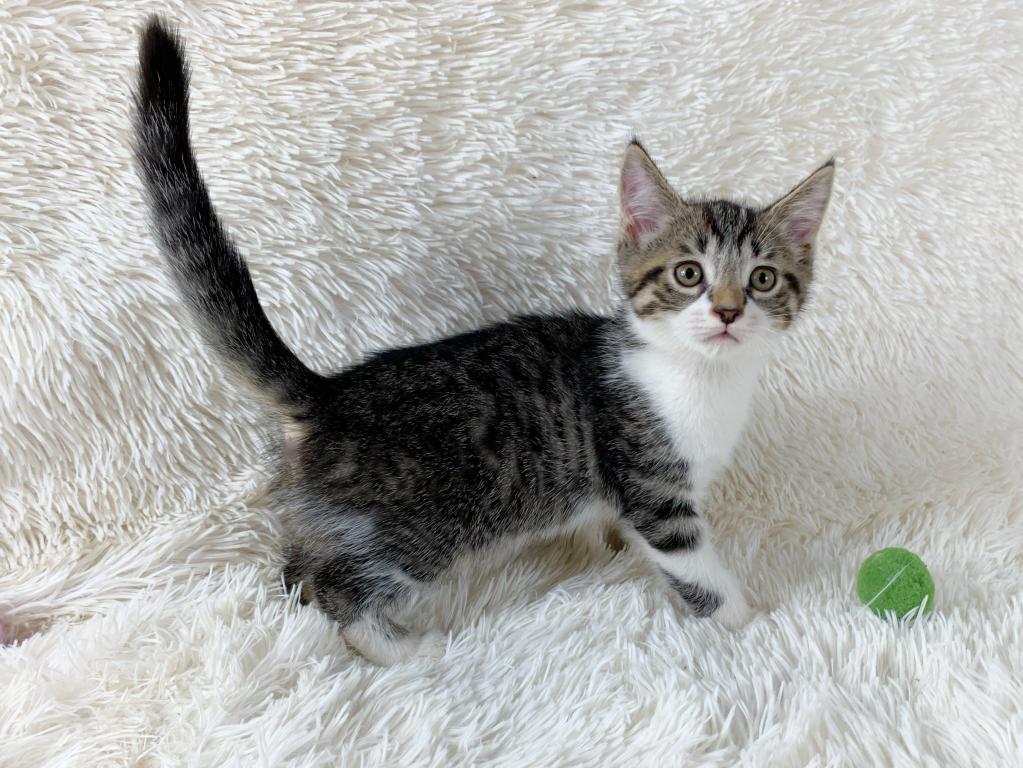 Titan Persian Mix Kitten photo 3