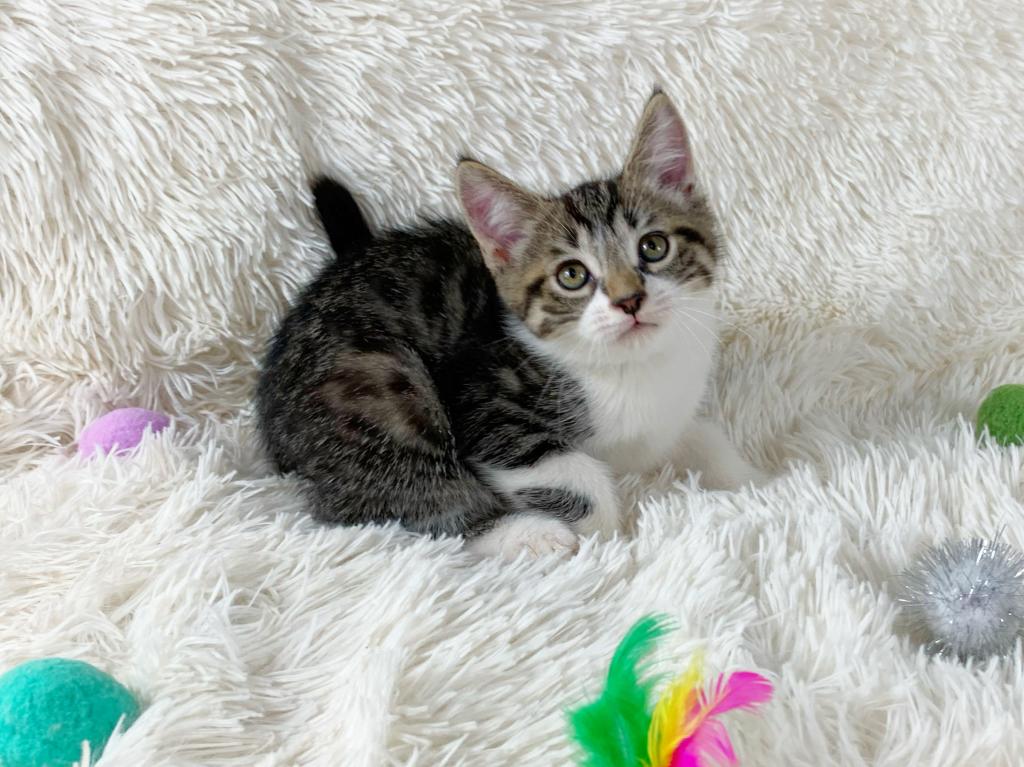 Titan Persian Mix Kitten photo 1