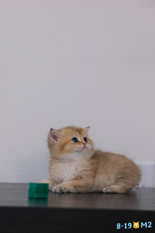 Miko photo 6