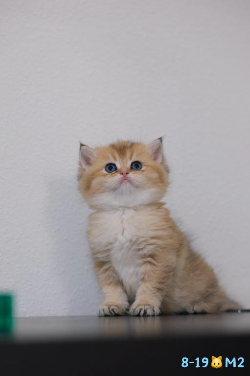 Miko photo 9