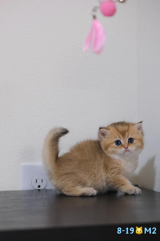 Miko photo 1