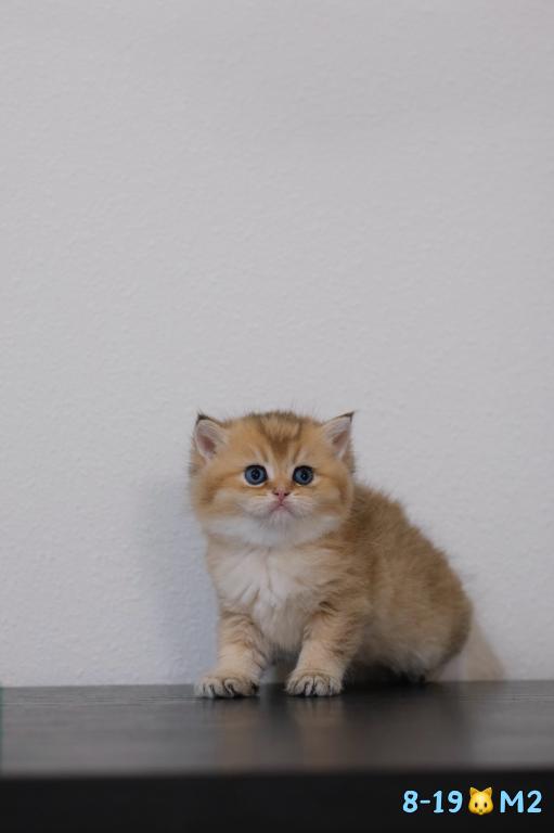 Miko photo 10