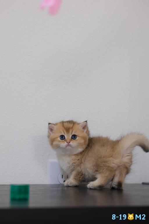 Miko photo 5