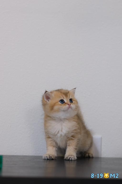 Miko photo 4