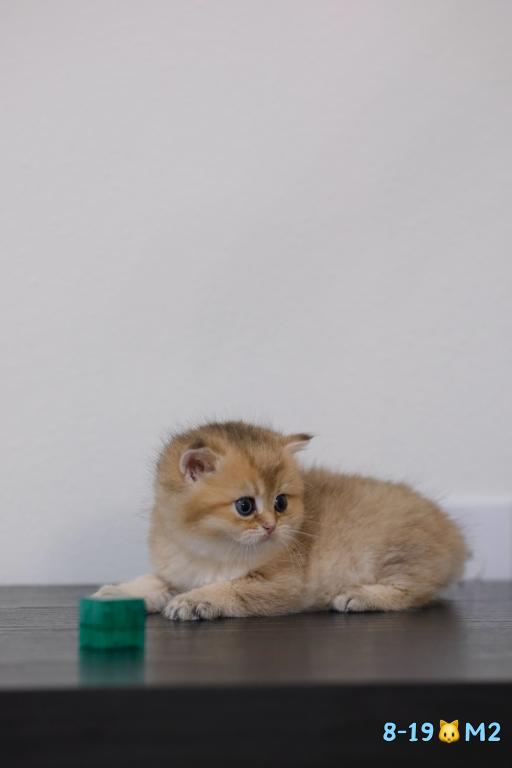 Miko photo 7
