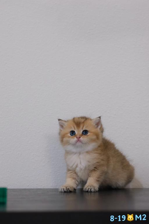 Miko photo 8