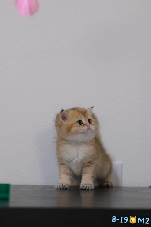 Miko photo 3