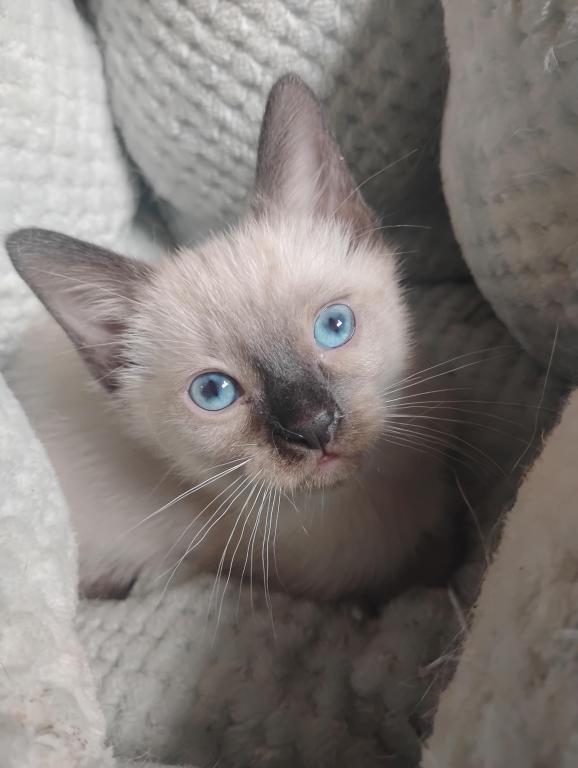Perry's Baby