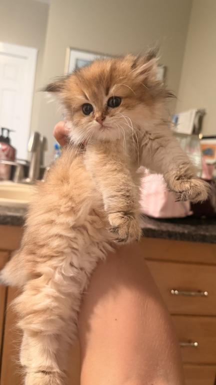 Scottish Fold And Sottish Staright Kittens photo 4