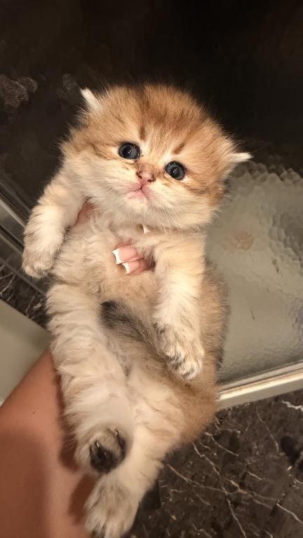 Scottish Fold And Sottish Staright Kittens photo 2