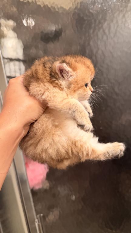Scottish Fold And Sottish Staright Kittens photo 3