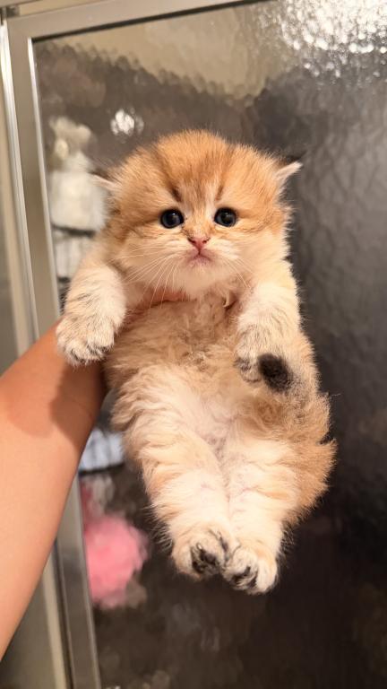 Scottish Fold And Sottish Staright Kittens photo 5