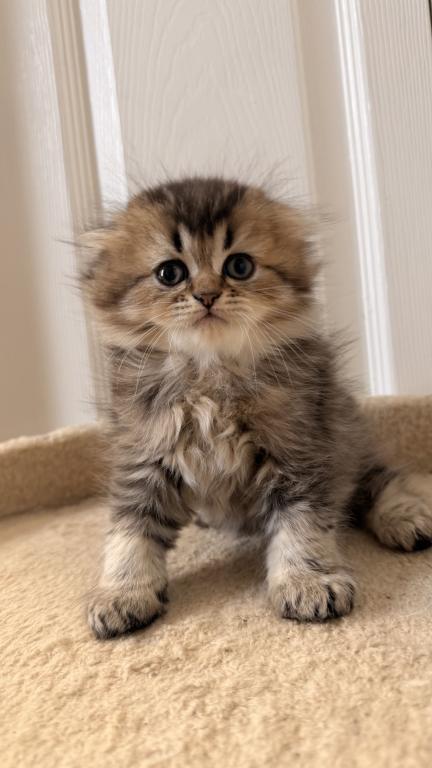Scottish Fold And Sottish Staright Kittens