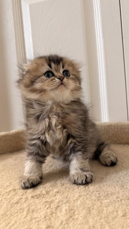 Scottish Fold And Sottish Staright Kittens photo 6