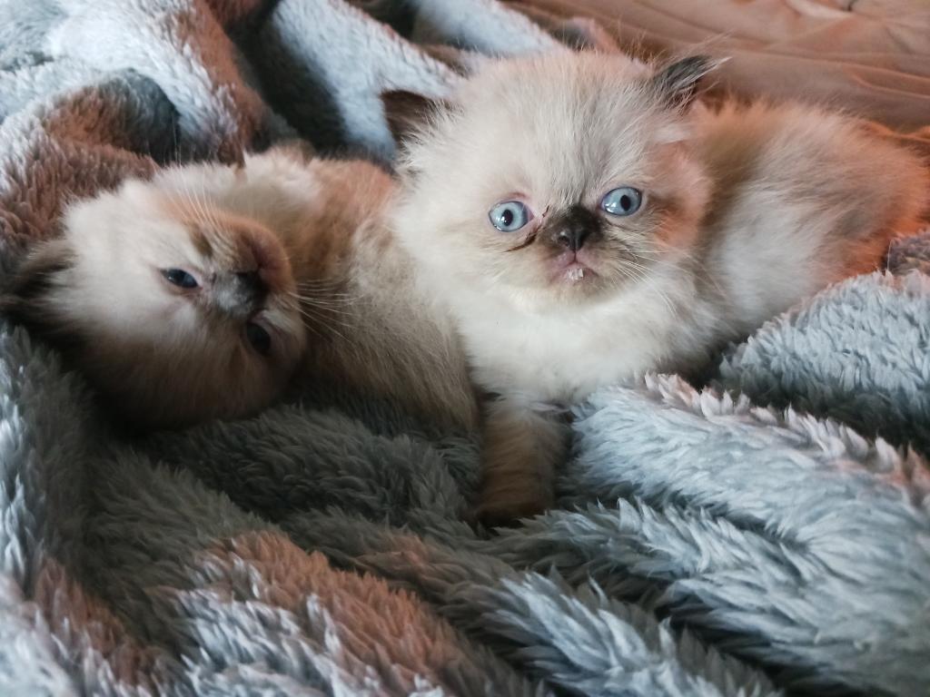 Paula's Persians photo 11
