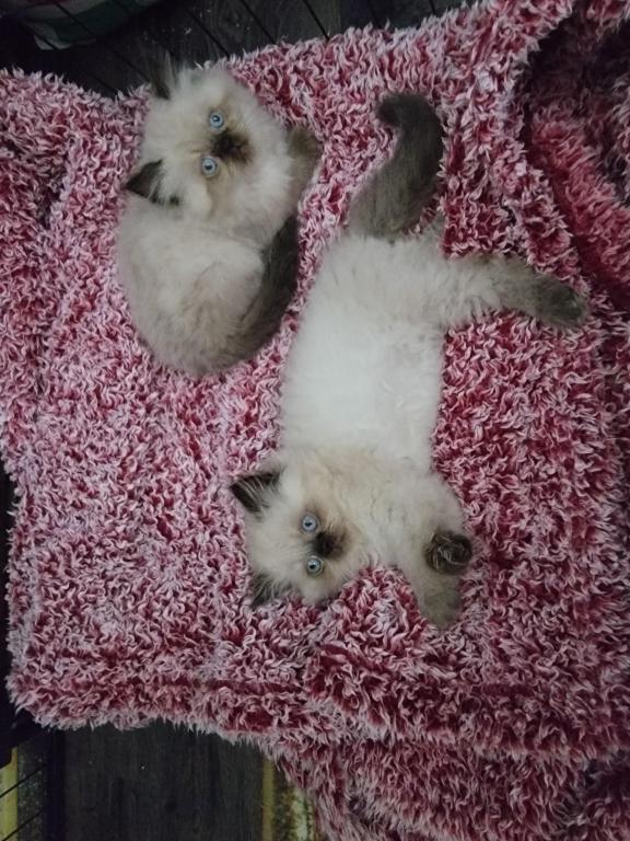 Paula's Persians photo 6