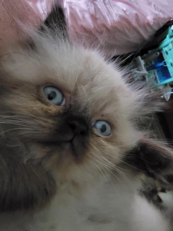 Paula's Persians photo 7