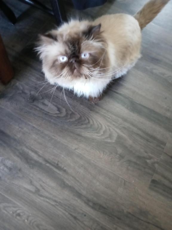 Paula's Persians photo 4