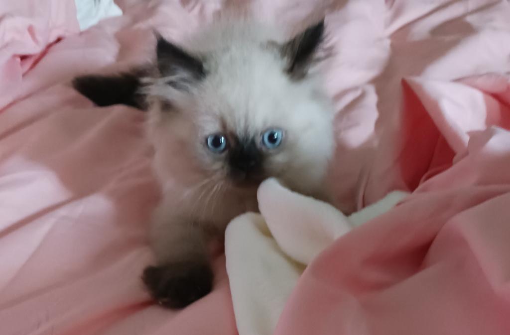 Paula's Persians photo 1