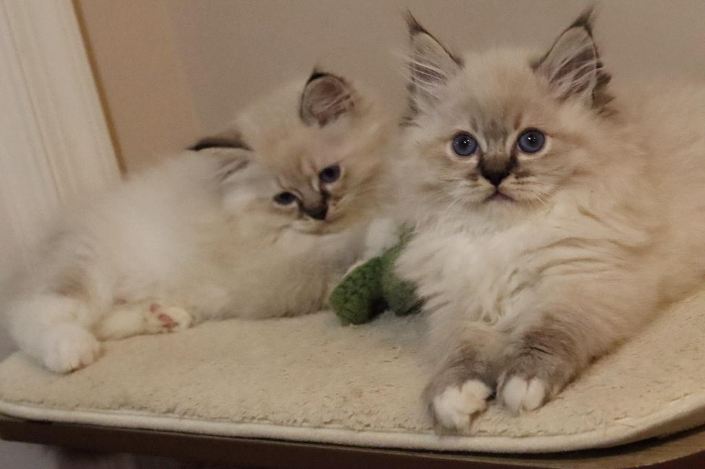 Seal Lynx Mitted photo 3