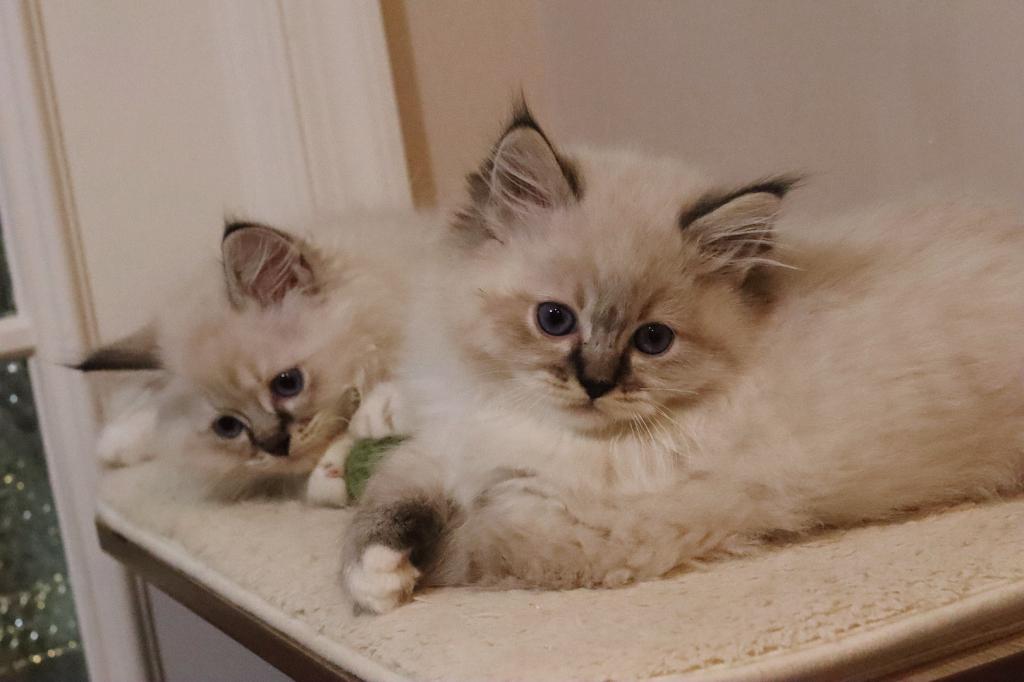 Seal Lynx Mitted photo 5
