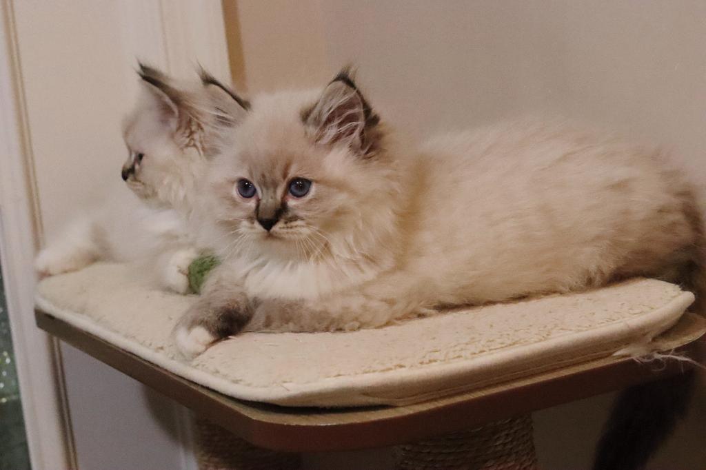 Seal Lynx Mitted photo 4