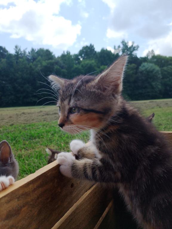 Tabby Kittens photo 13