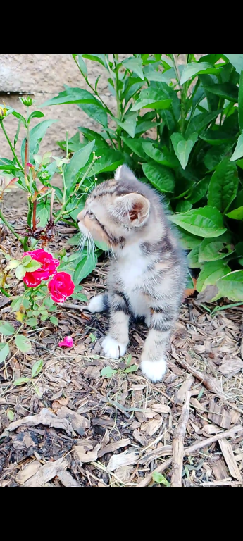 Tabby Kittens photo 15
