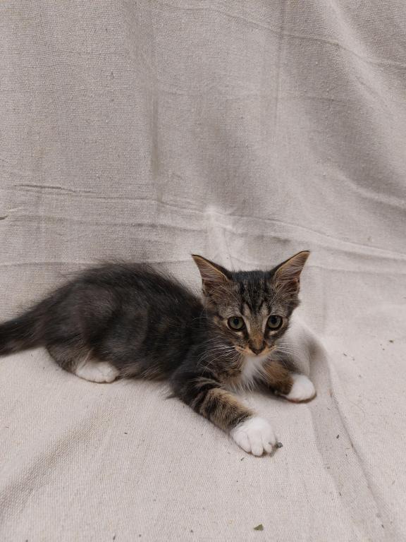 Tabby Kittens photo 7
