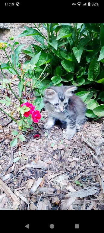 Tabby Kittens photo 16