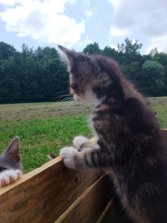 Tabby Kittens photo 14