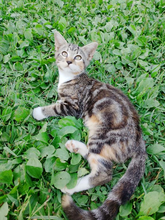 Tabby Kittens photo 2