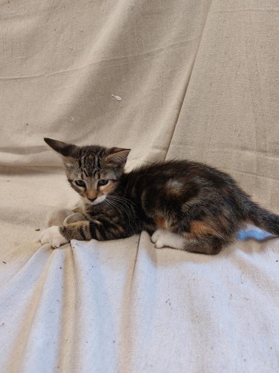 Tabby Kittens photo 5
