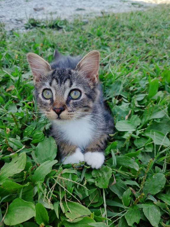 Tabby Kittens