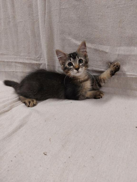 Tabby Kittens photo 4