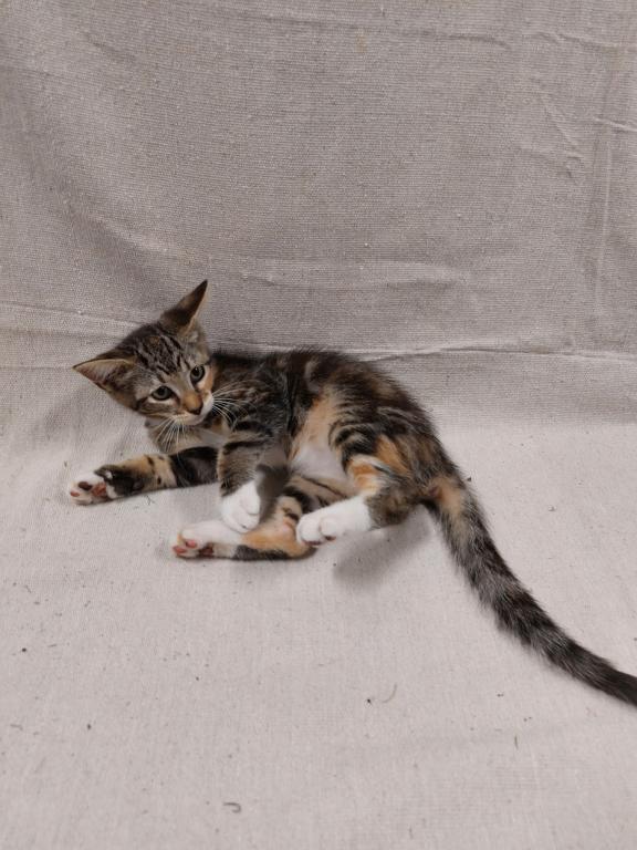 Tabby Kittens photo 8