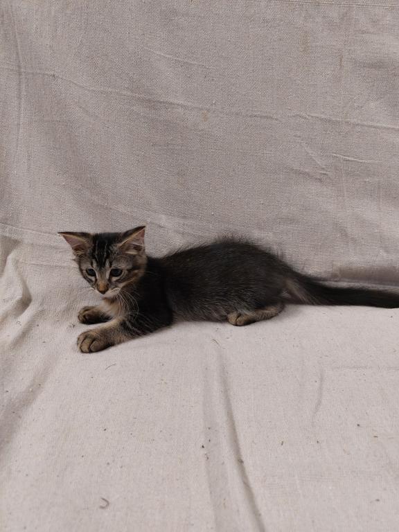 Tabby Kittens photo 6