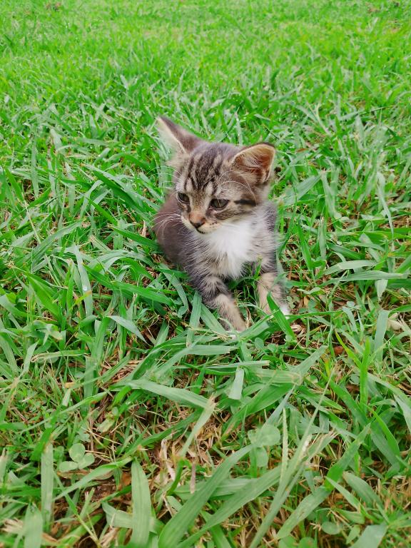 Tabby Kittens photo 10