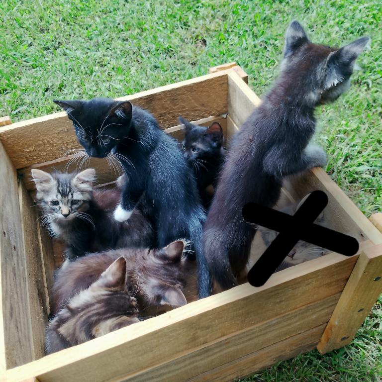 Tabby Kittens photo 12