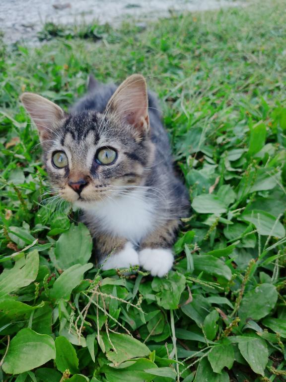 Tabby Kittens photo 3