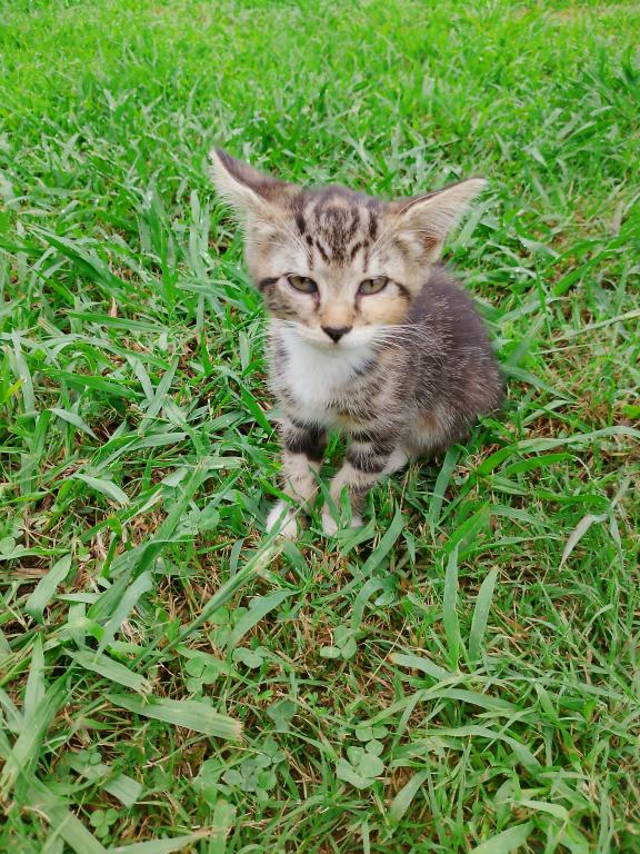 Tabby Kittens photo 9