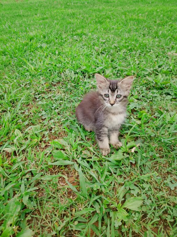 Tabby Kittens photo 11