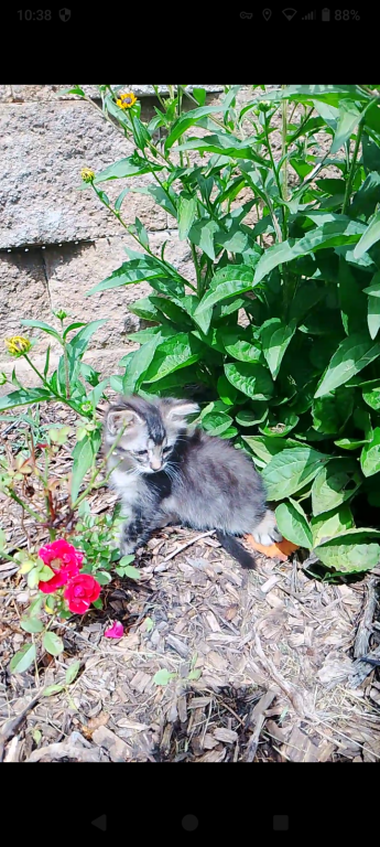 Tabby Kittens photo 17