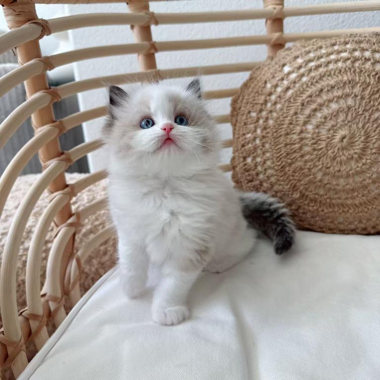 Mochi photo 2
