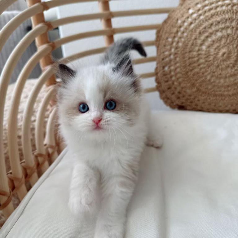 Mochi photo 3
