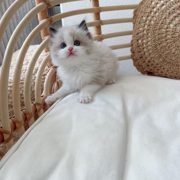 Mochi photo 4