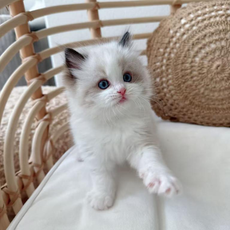 Mochi photo 1