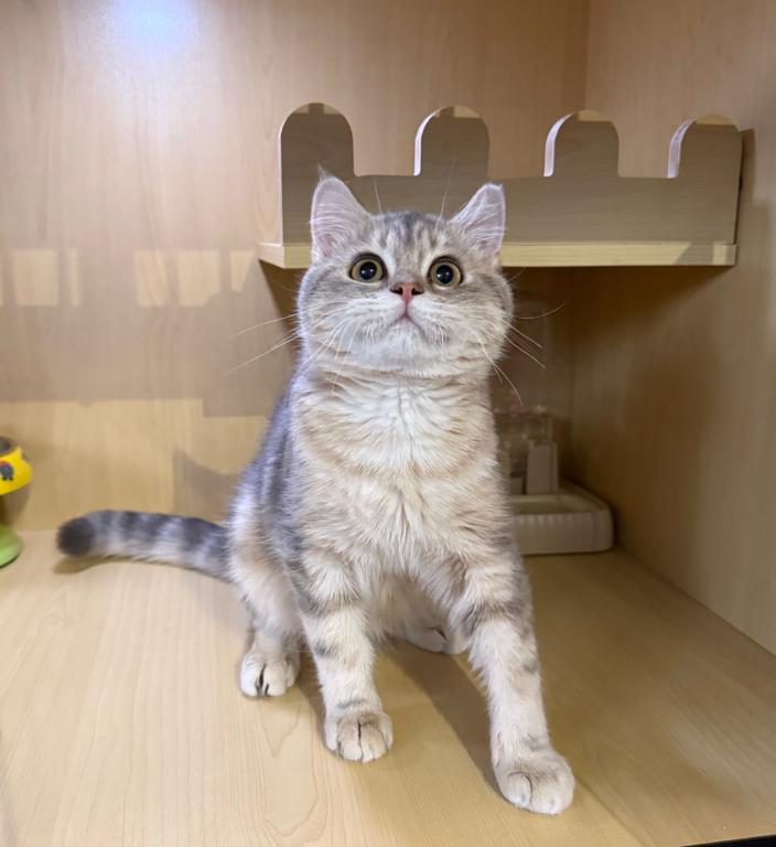 Tuna photo 1