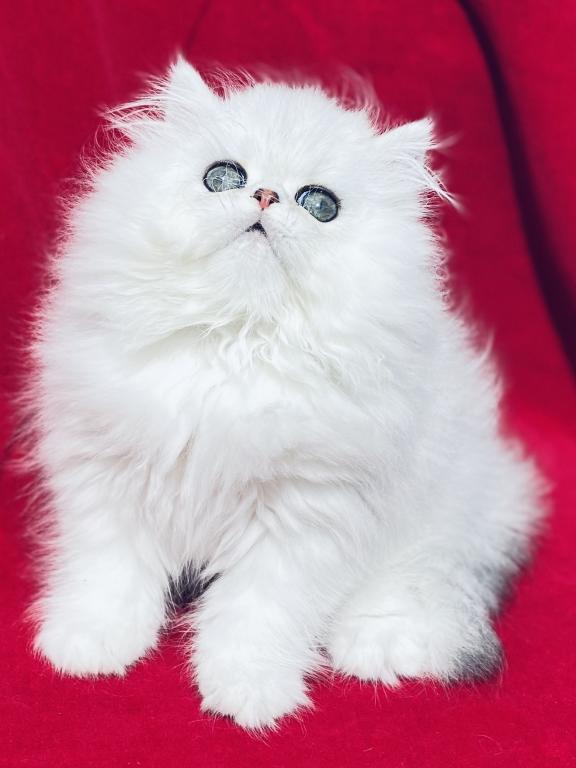 Beautiful Chinchilla Silver Persians photo 11