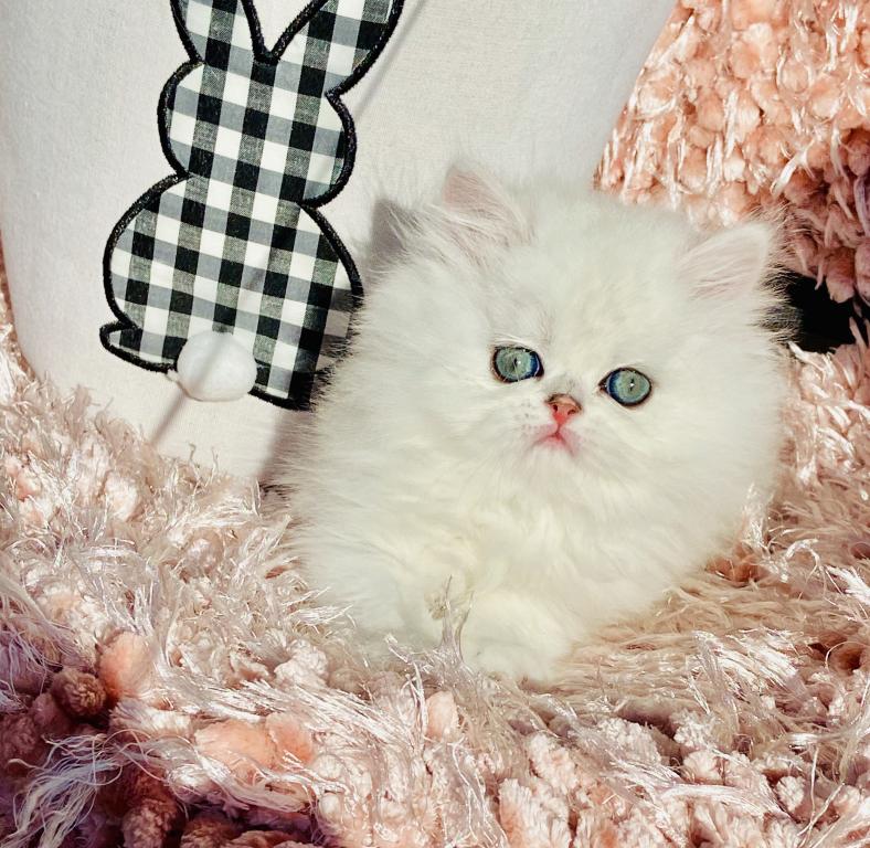 Beautiful Chinchilla Silver Persians photo 2